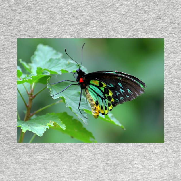 The Cairns Birdwing by annalisa56